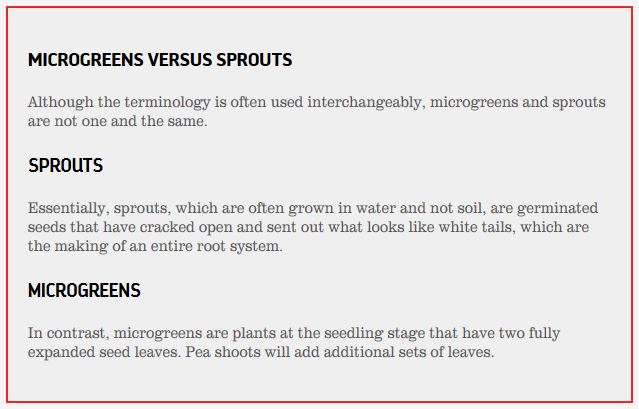 microgreens versus sprouts